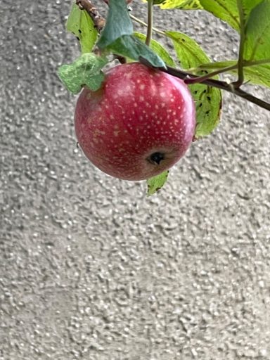 Der Apfel zum Fastenbrechen